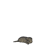 Balm Pelt